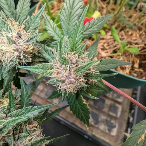 Tropicália growlog photo: Um galho foi colhido hoje. Menos de 3% âmbar e ~70% opaco