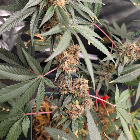 Tropicália growlog timeline photo
