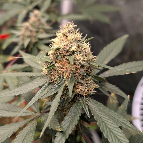 Tropicália growlog timeline photo