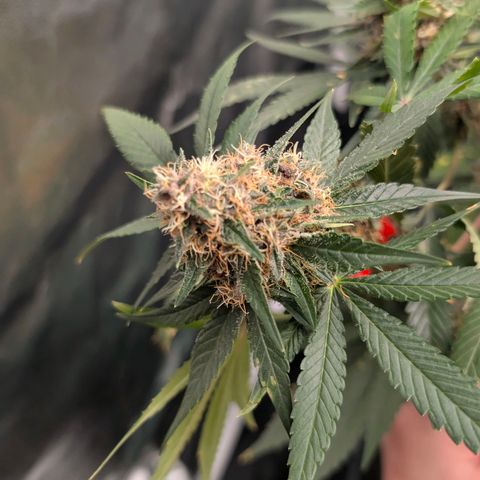 Tropicália growlog timeline photo