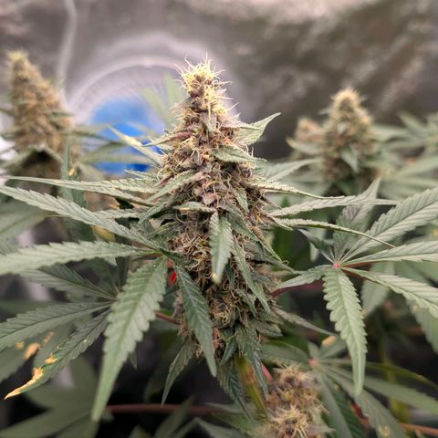 Tropicália growlog timeline photo