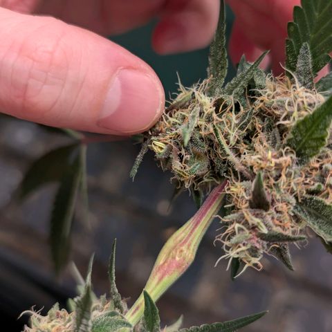 Tropicália growlog timeline photo