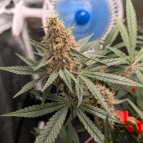 Tropicália growlog timeline photo