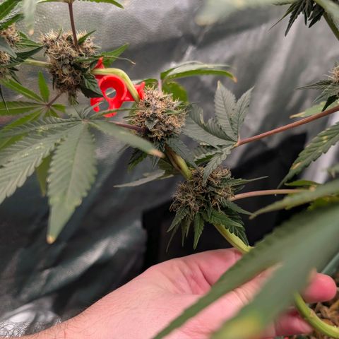 Tropicália growlog timeline photo