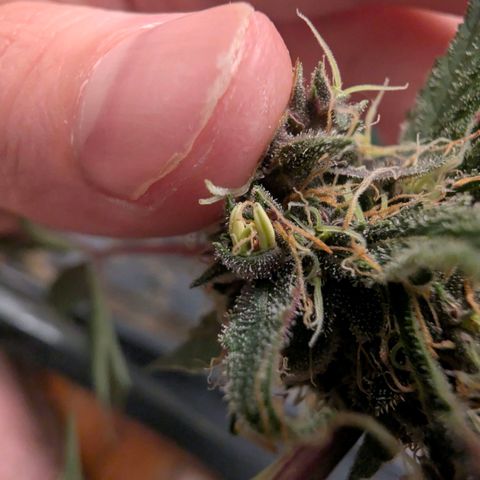 Tropicália growlog timeline photo
