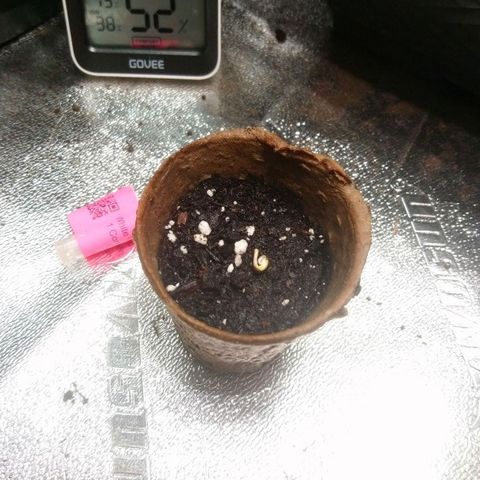 White Widow FEM growlog photo: First full day of 16/8
