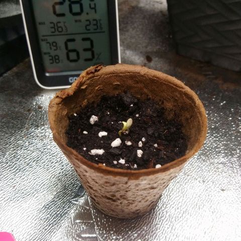 White Widow FEM growlog timeline photo