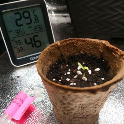 White Widow FEM growlog timeline photo