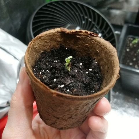 White Widow FEM growlog photo: AM check