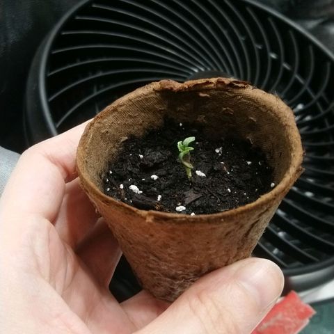 White Widow FEM growlog photo: Mid day check
