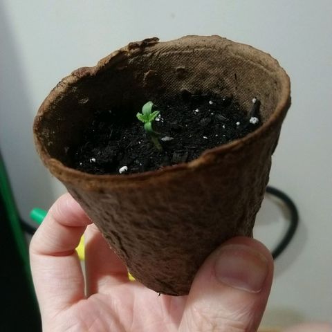 White Widow FEM growlog timeline photo