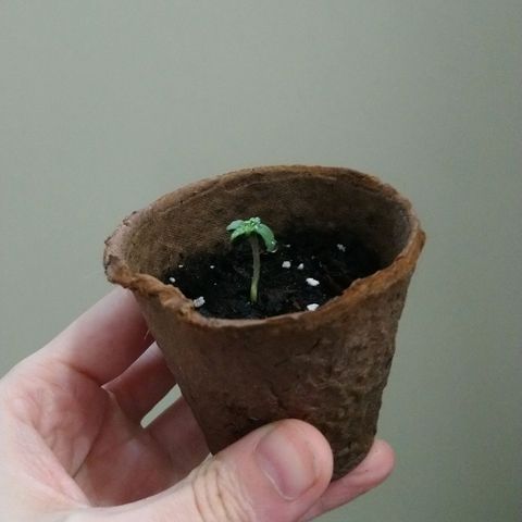 White Widow FEM growlog photo: AM check