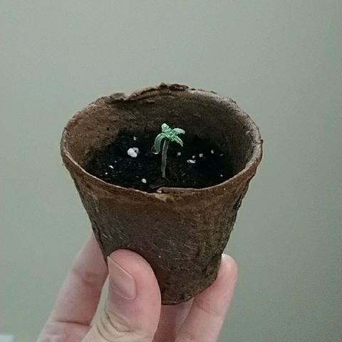 White Widow FEM growlog photo: AM check