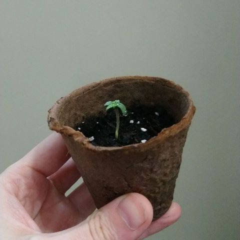 White Widow FEM growlog timeline photo