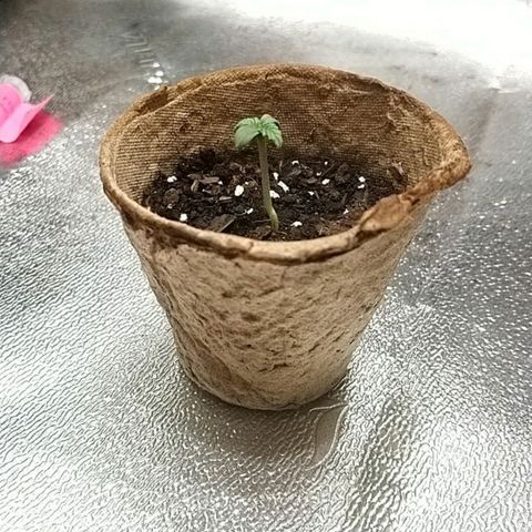 White Widow FEM growlog timeline photo
