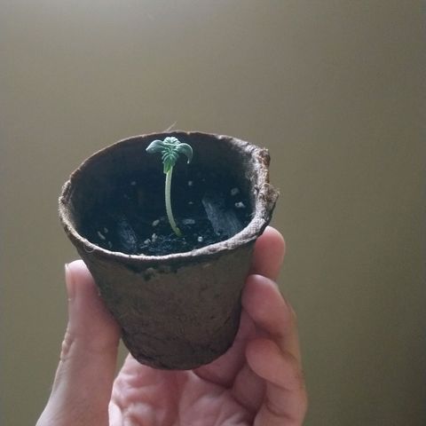 White Widow FEM growlog photo: AM check
