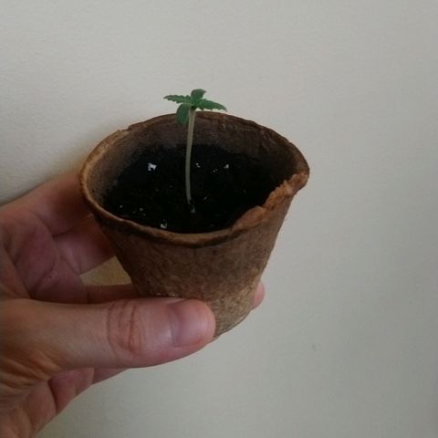 White Widow FEM growlog photo: AM check