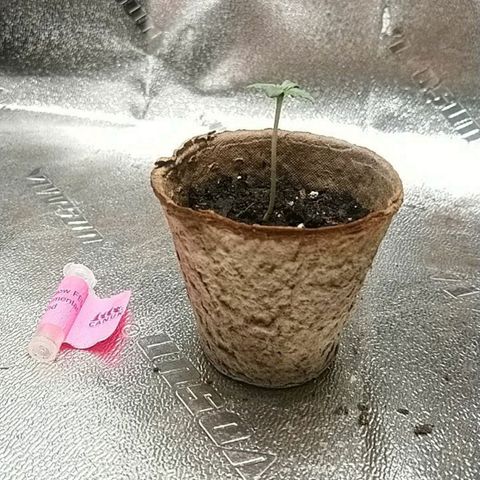 White Widow FEM growlog timeline photo