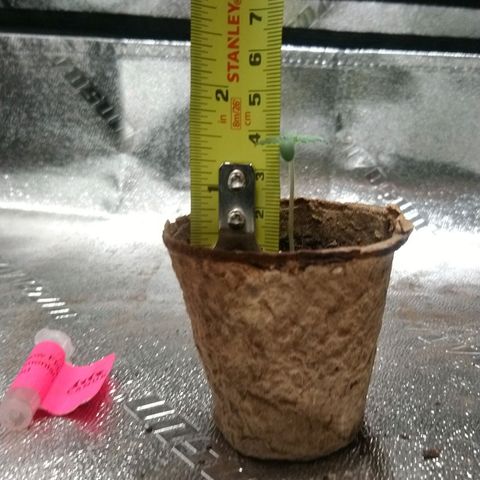 White Widow FEM growlog timeline photo