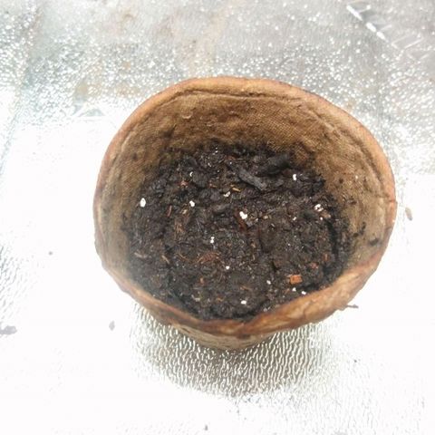 Sweet Tooth AUTO growlog photo: No movement yet. 