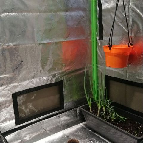 Sweet Tooth AUTO growlog photo: Weekly tent clean. 