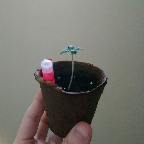 White Widow FEM growlog timeline photo