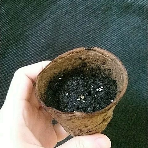 Sweet Tooth AUTO growlog timeline photo
