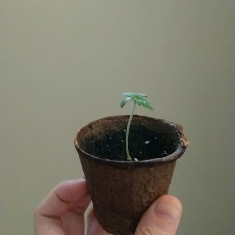 White Widow FEM growlog timeline photo