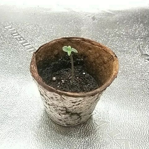 Sweet Tooth AUTO growlog timeline photo