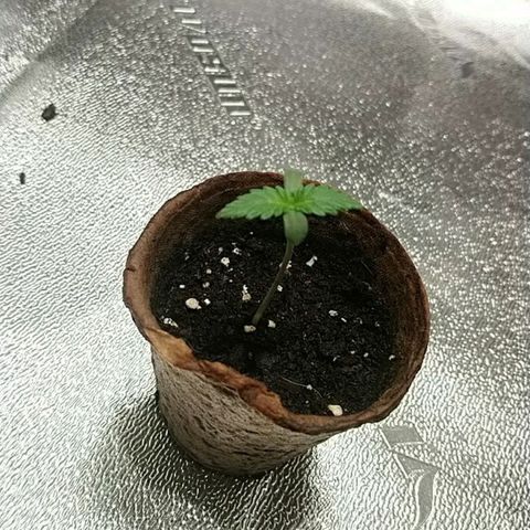 White Widow FEM growlog timeline photo