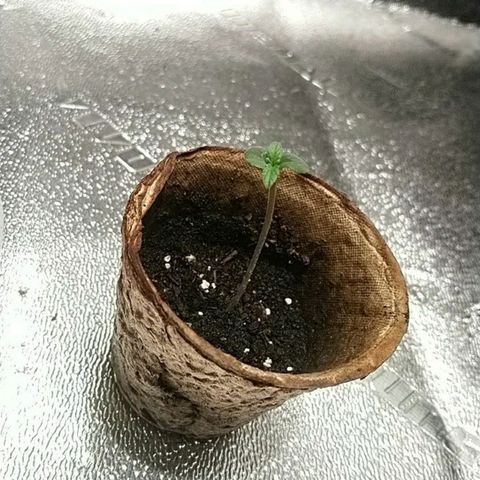 Sweet Tooth AUTO growlog timeline photo