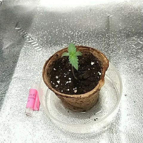 White Widow FEM growlog timeline photo
