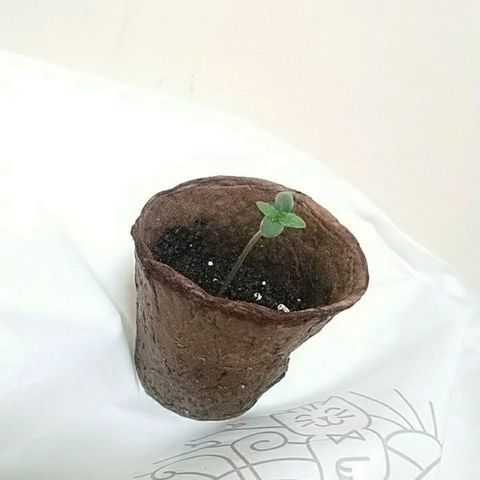 Sweet Tooth AUTO growlog timeline photo