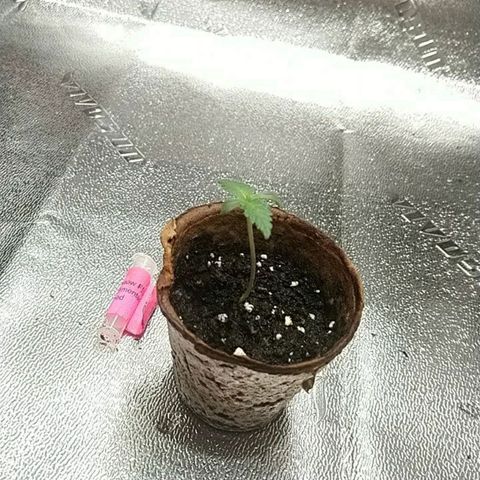 White Widow FEM growlog timeline photo