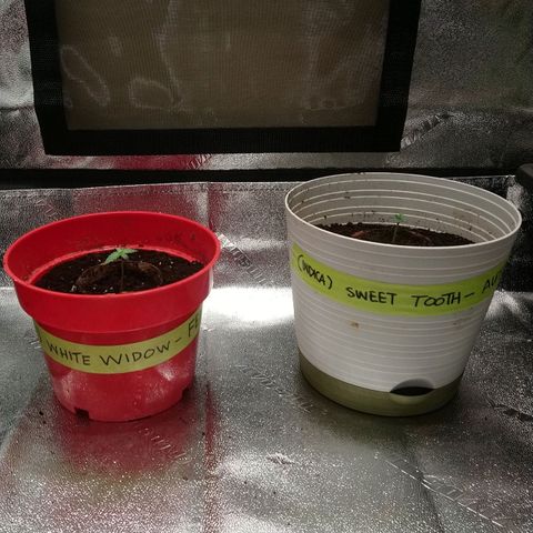 Sweet Tooth AUTO growlog photo: Roots were poking through the bottoms of the compostable seed pots so I've planted them in larger ones to allow the roots to grow through and break down the starter cup. 