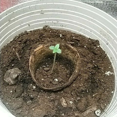 Sweet Tooth AUTO growlog timeline photo