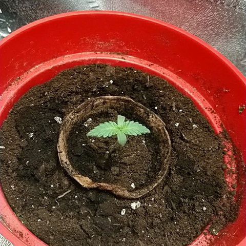 White Widow FEM growlog timeline photo