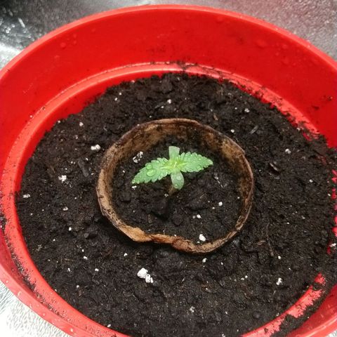 White Widow FEM growlog timeline photo