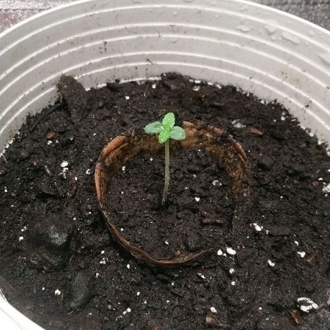 Sweet Tooth AUTO growlog timeline photo