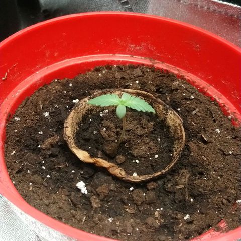 White Widow FEM growlog timeline photo