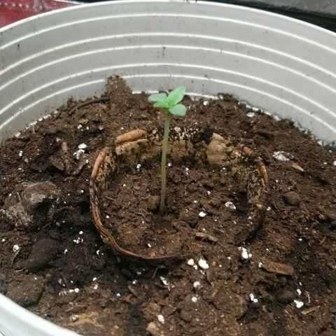 Sweet Tooth AUTO growlog timeline photo