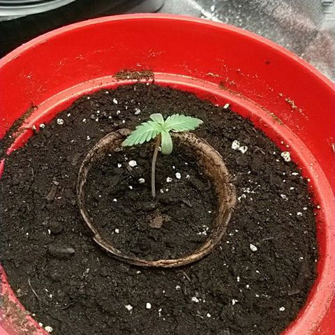 White Widow FEM growlog timeline photo