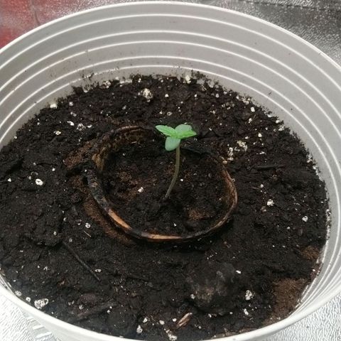 Sweet Tooth AUTO growlog timeline photo