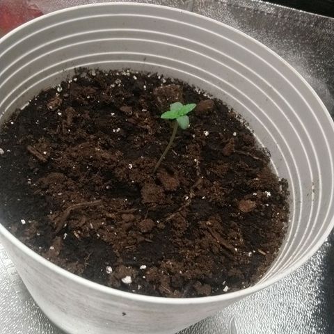 Sweet Tooth AUTO growlog timeline photo