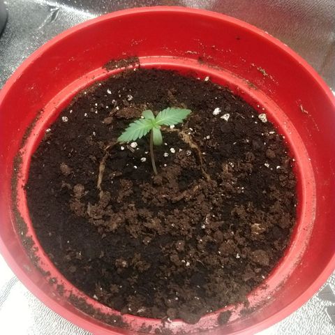 White Widow FEM growlog timeline photo