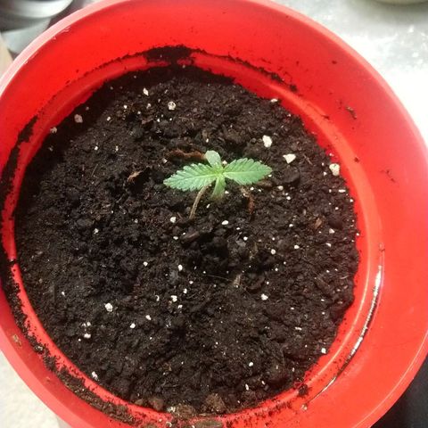 White Widow FEM growlog timeline photo