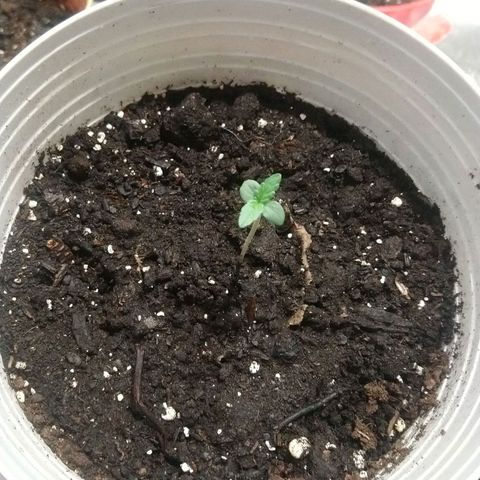 Sweet Tooth AUTO growlog timeline photo
