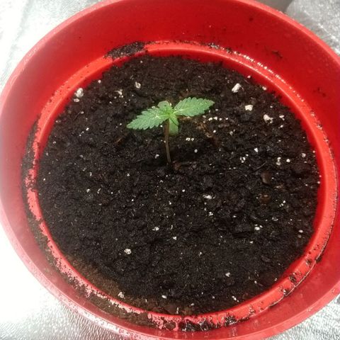 White Widow FEM growlog timeline photo