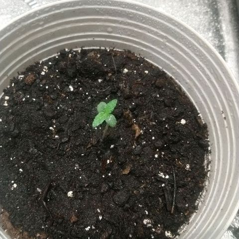 Sweet Tooth AUTO growlog timeline photo