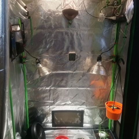Sweet Tooth AUTO growlog photo: Moved lights down to prevent stretching 